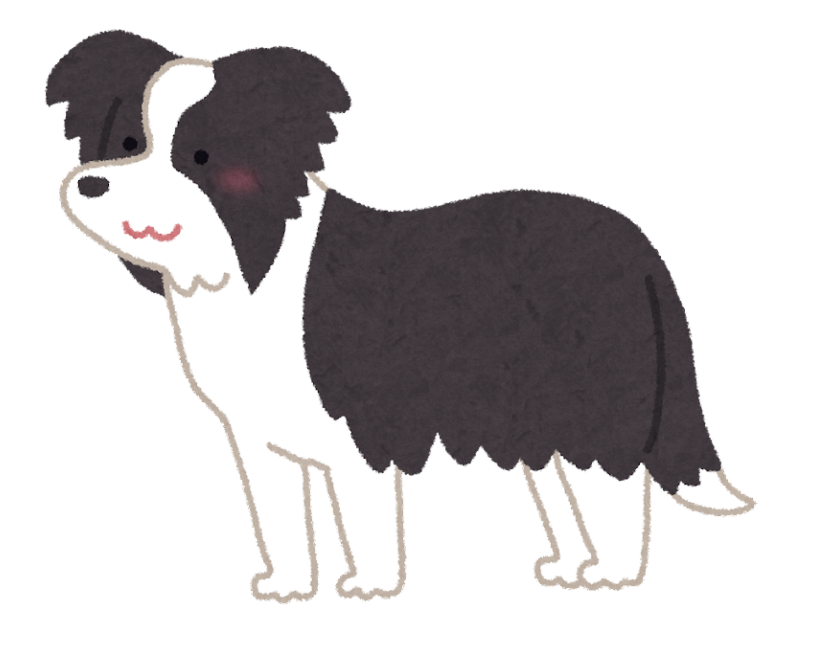 Black and white dog
